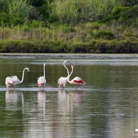 فيلة Vh Costablanca - Eva